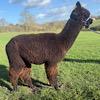 TOFT Nautilus Light Fawn Stud Male standing at TOFT Alpaca Stud